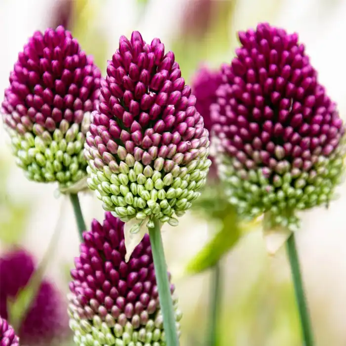 allium winter fairy