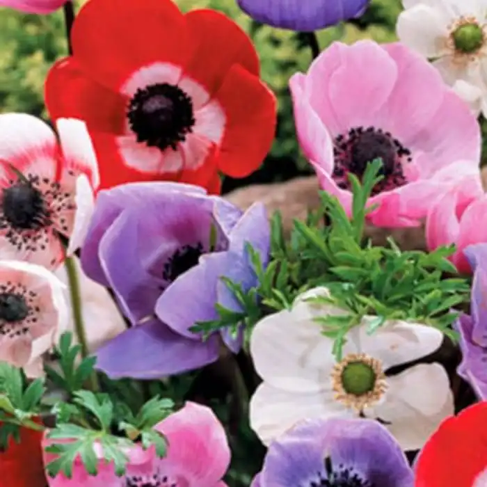 Anemones Single Large