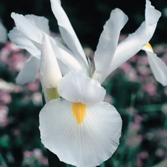 Dutch Iris White