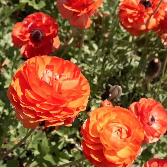 Ranunculus Orange