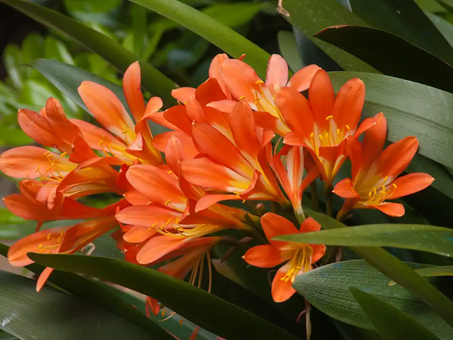 planting clivias in September