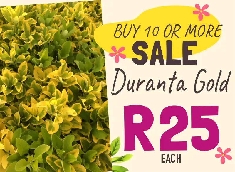Duranta Gold buy 10 or more for R25 each