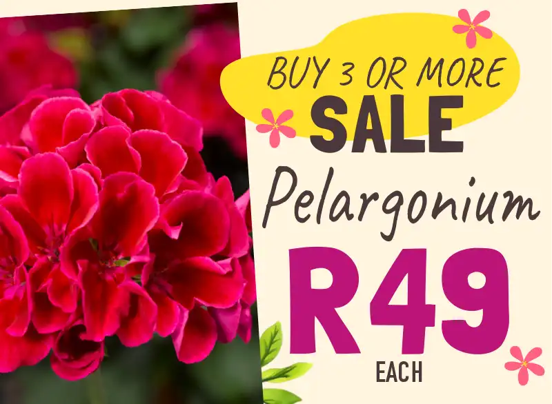 Pelargonium special - buy 3 or more for R49 each