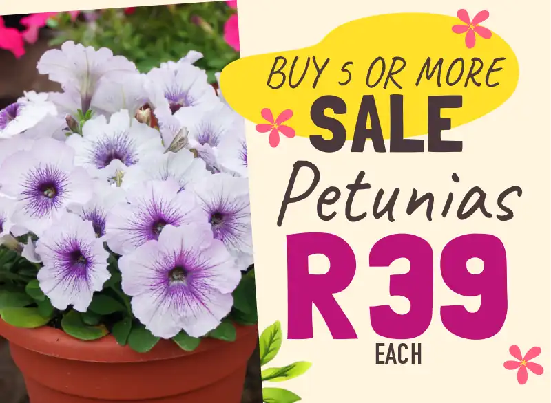 Petunia special - buy 5 or more for R39 each