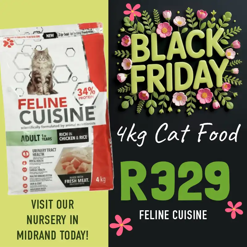 black friday special on feline cuisine cat food
