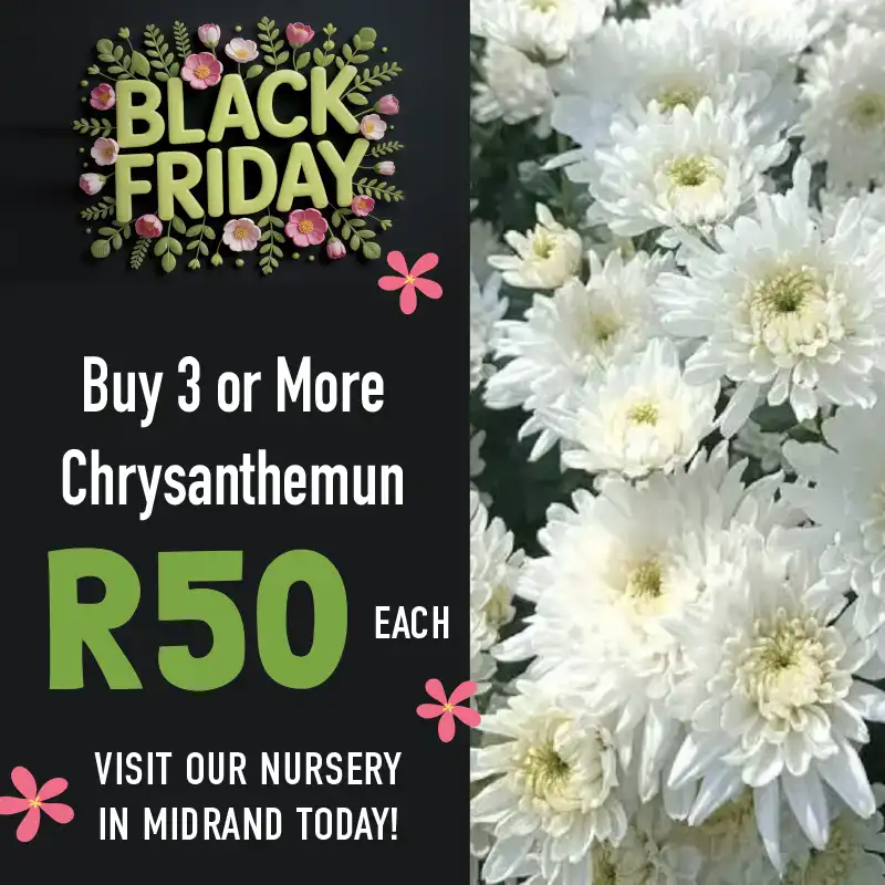 black friday specials on chrysanthemuns at indigo nursery