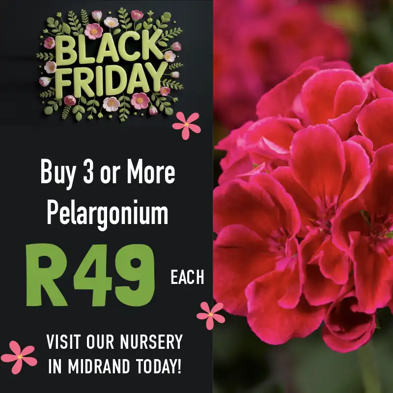 Black friday plant special on pelargonium at Indigo Nursery