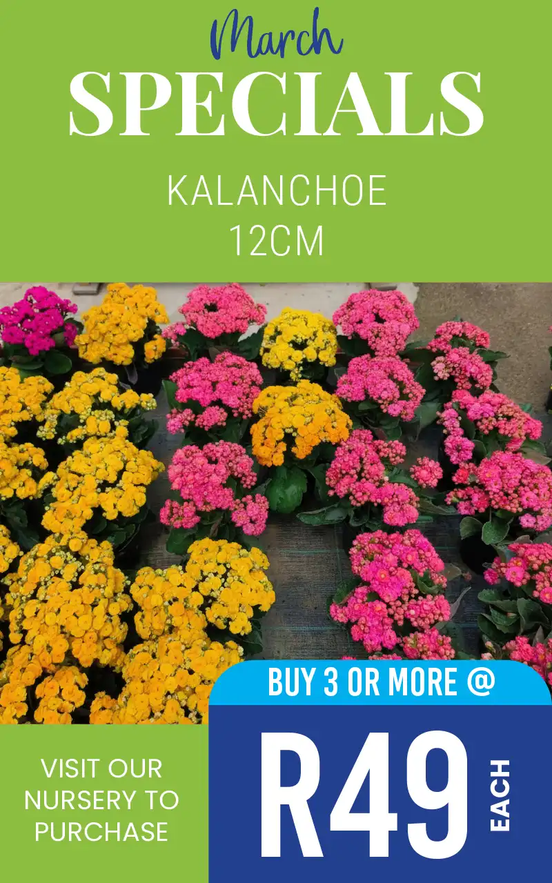 KALANCHOE SPECIAL