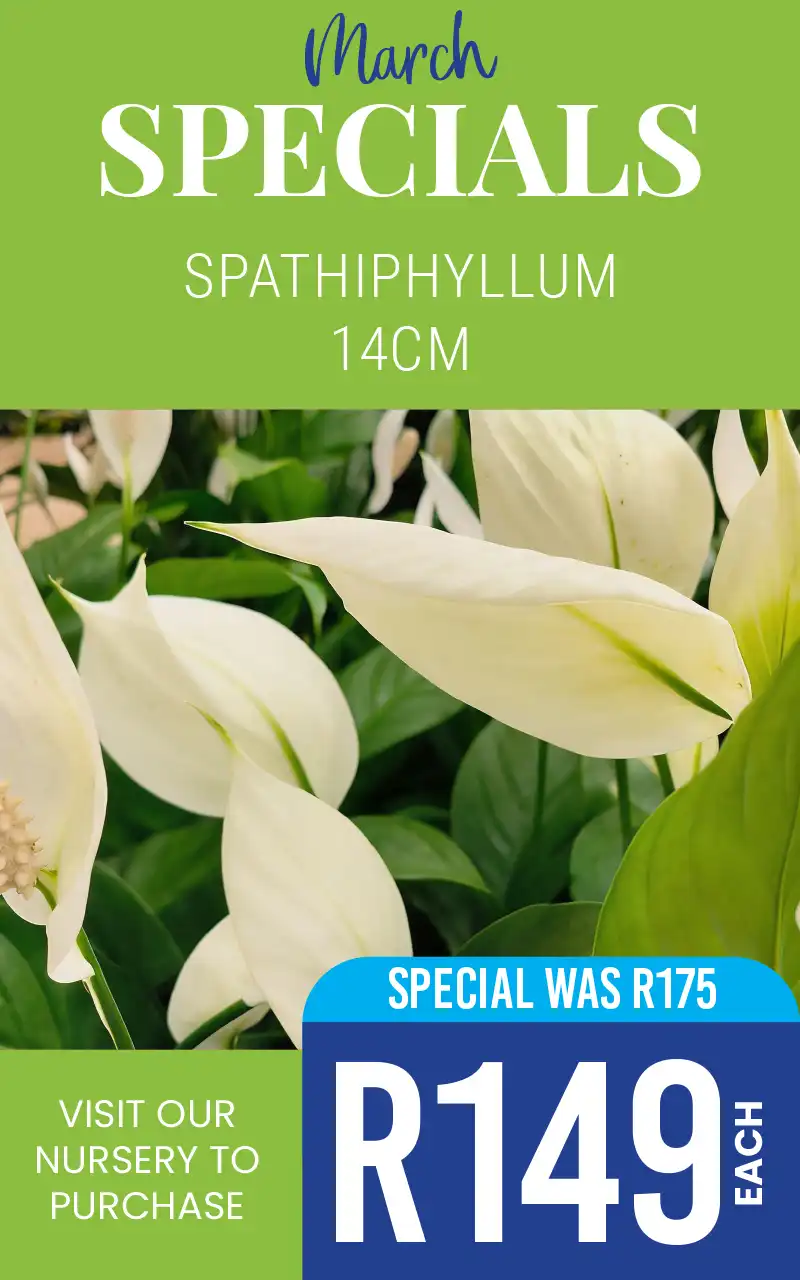SPATHIPHYLLUM SPECIAL