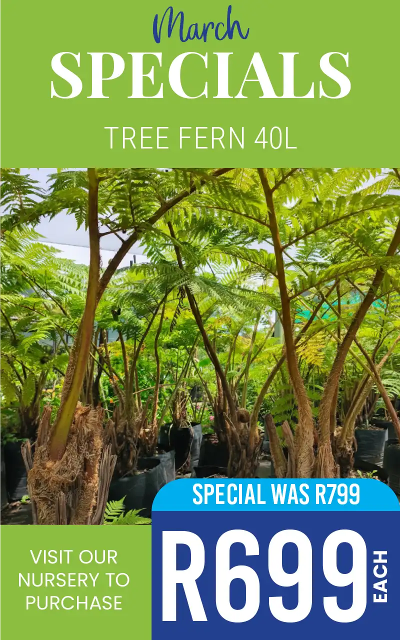TREE FERN SPECIAL