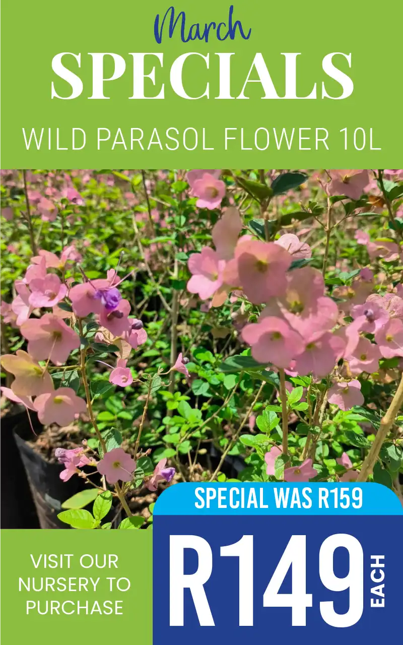 WILD PARASOL FLOWER SPECIAL