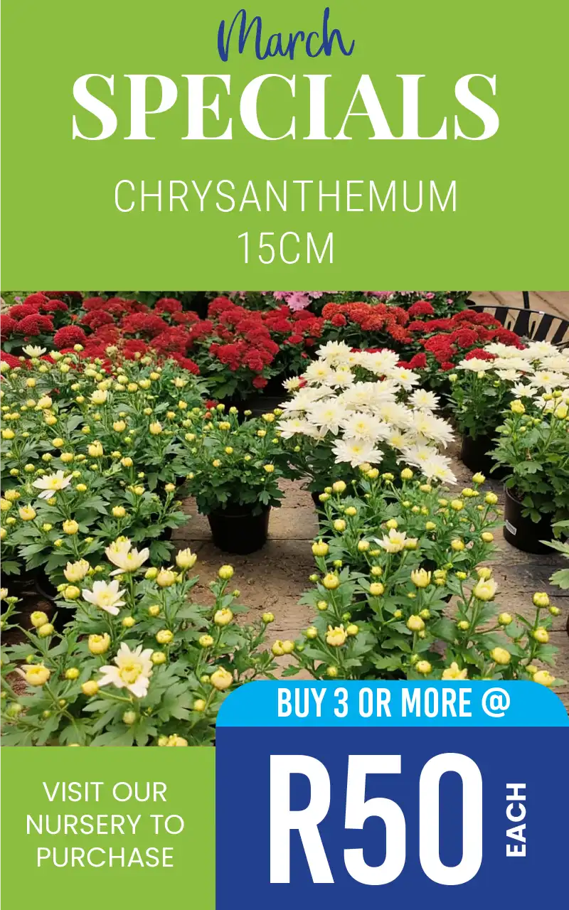 CHRYSANTHEMUM SPECIAL