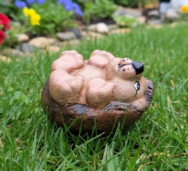 Baby Hedghog Lying Down