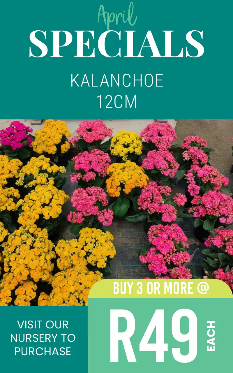 april special on kalanchoe R49