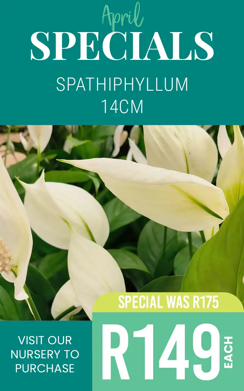 april specials on spathiphyllum R149