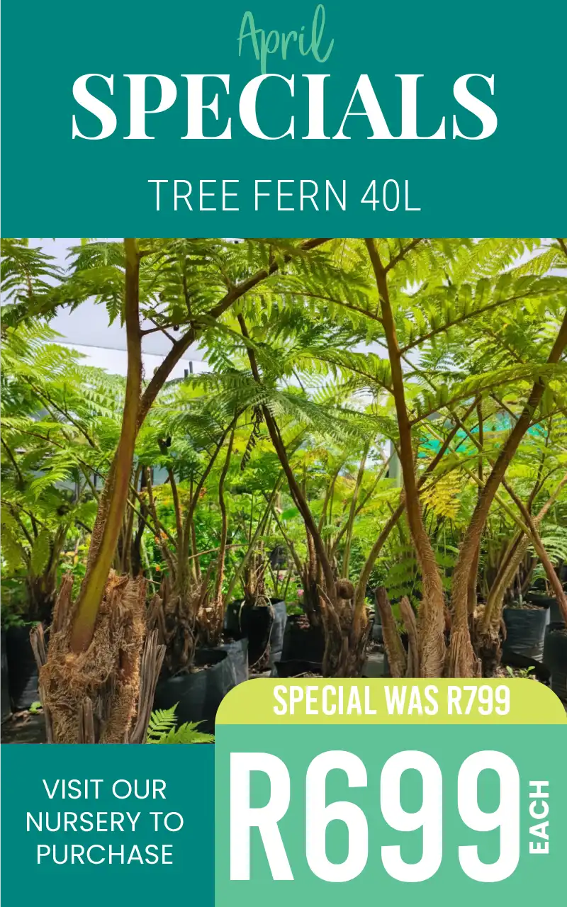 april special on tree fern R699