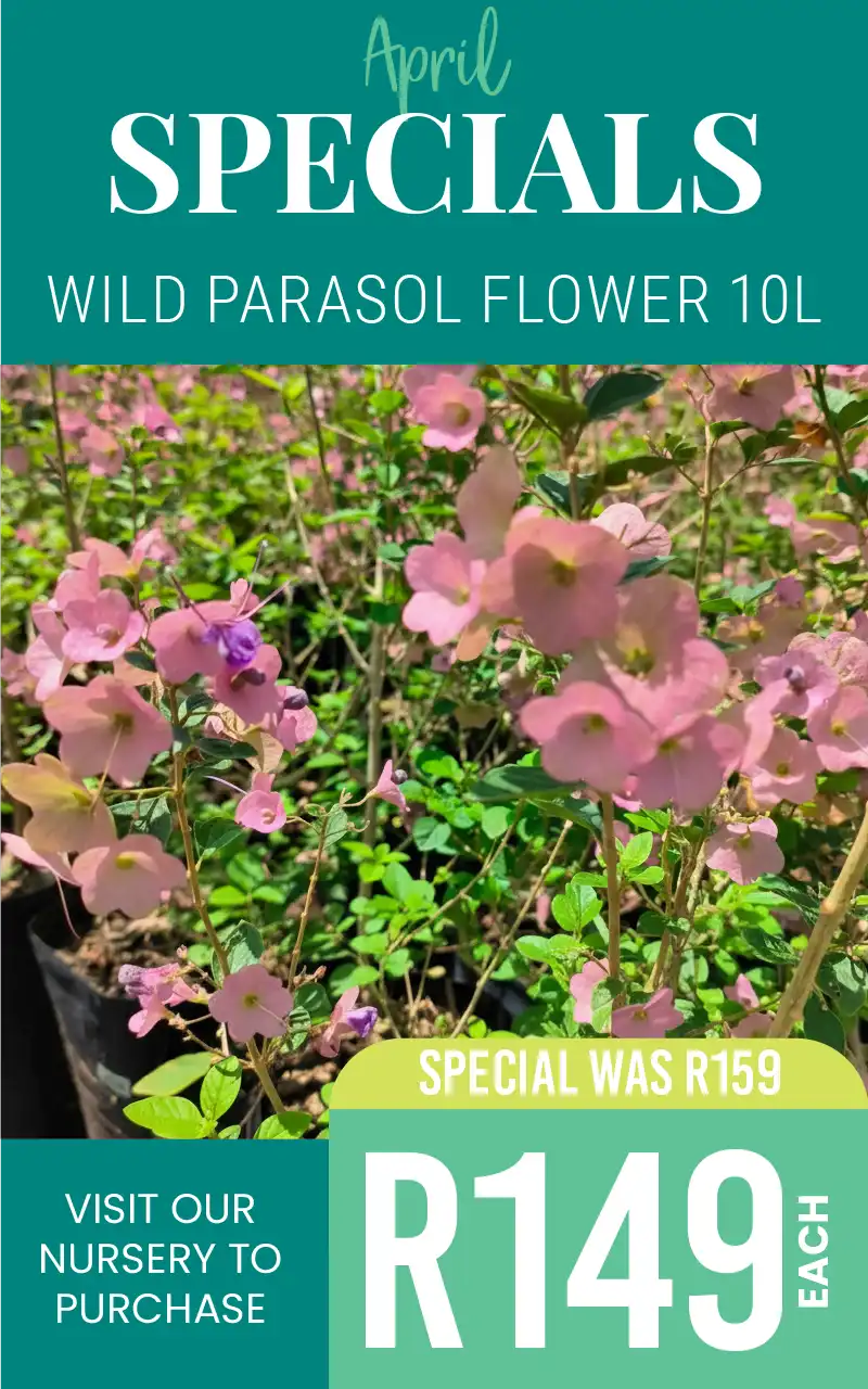 april special on wild parasol flower R149
