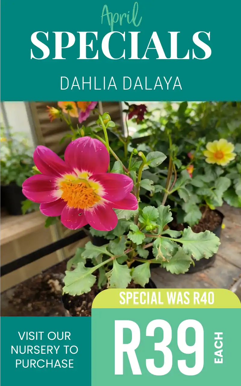 april special on dahlia dalaya R39 each