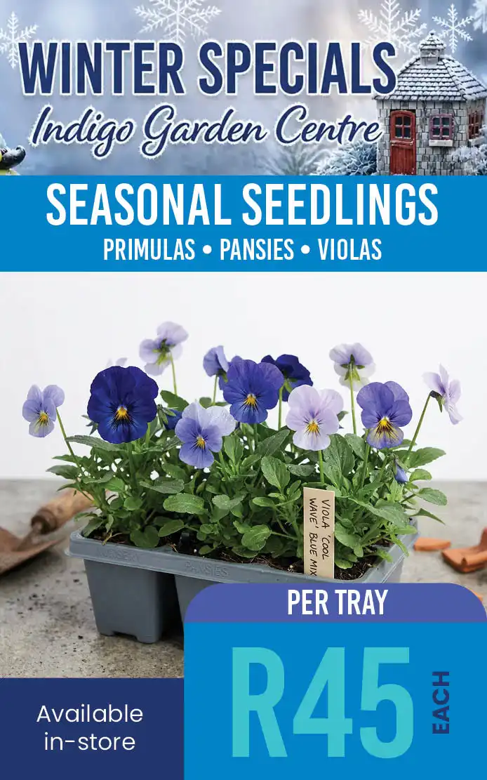 Seasonal seedling specials R45 each