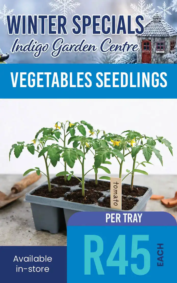 vegetables seedlings special offer R45 each