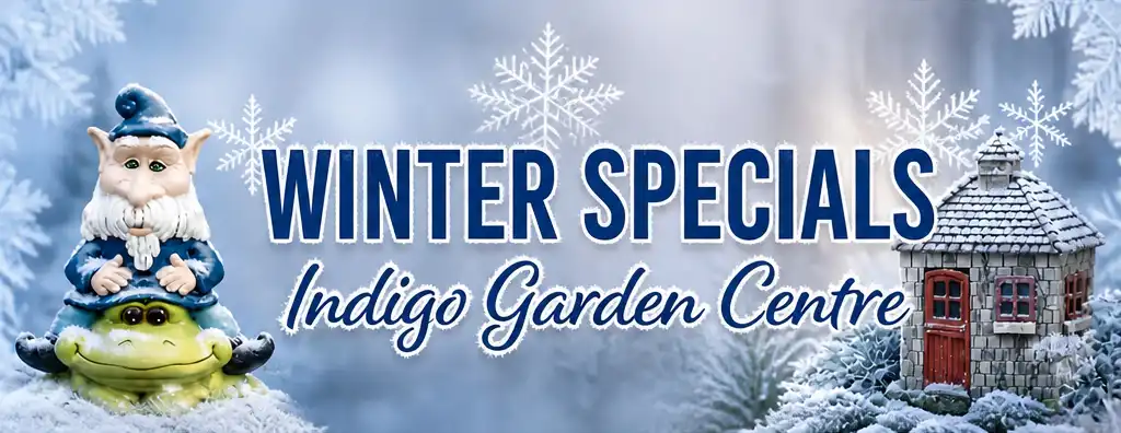 winter specials at indigo nursery