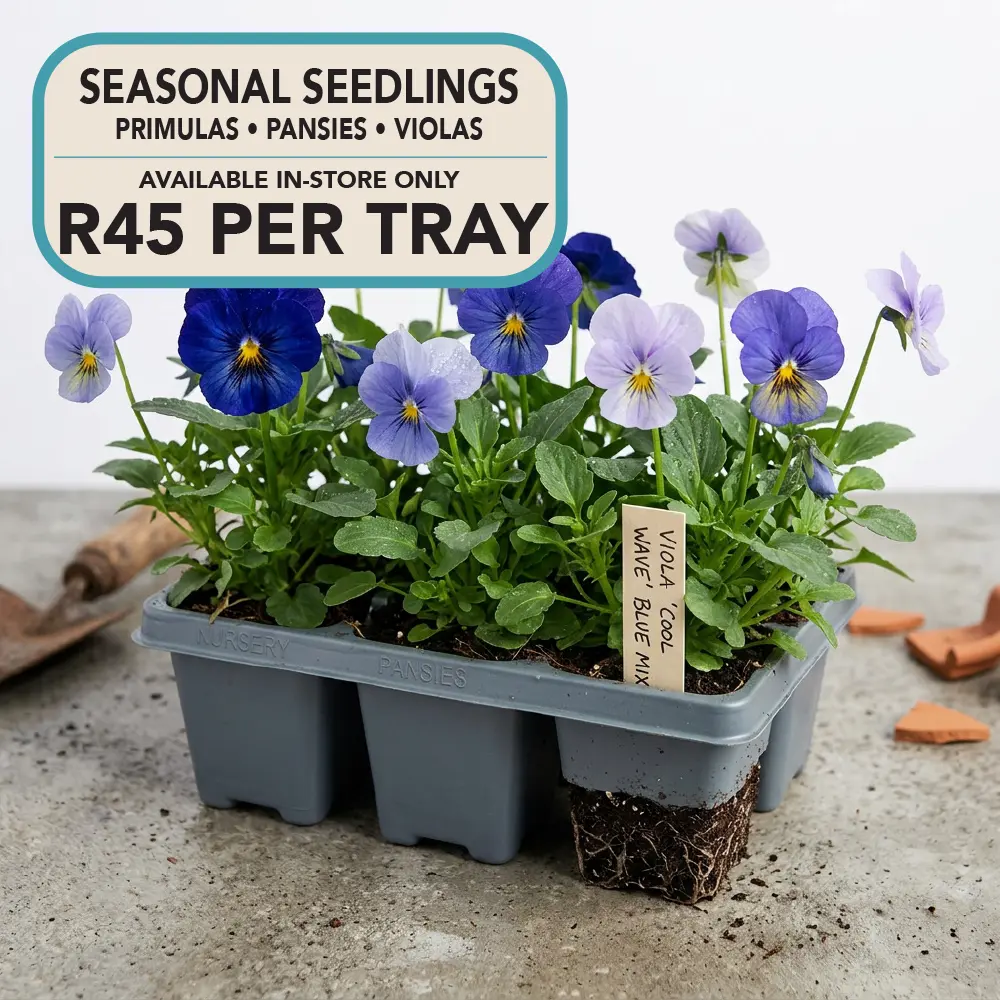 SEASONAL SEEDLINGS SEASONAL SEEDLINGS