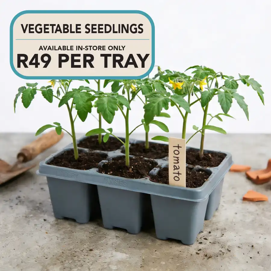 vegetable seedling tray special
