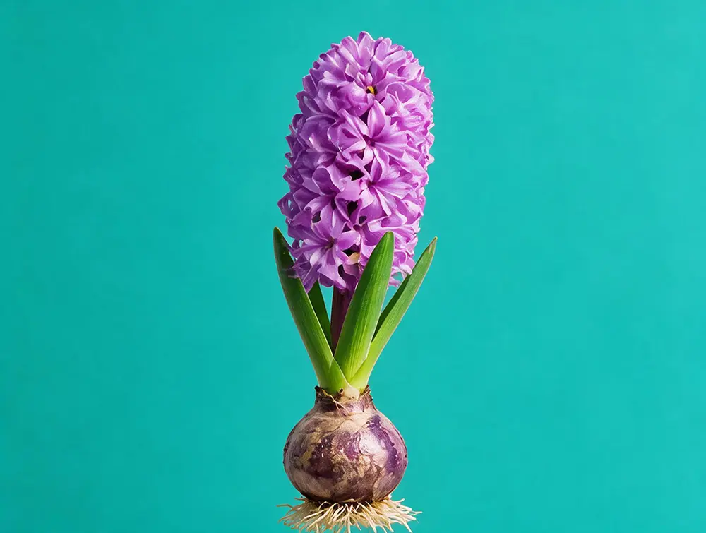 Bulbs, flowers and plants at Indigo Garden Centre Midrand