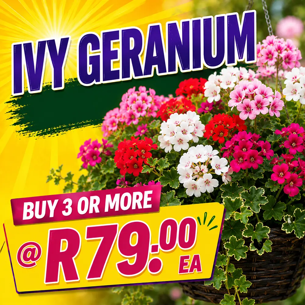 Ivy Geranium