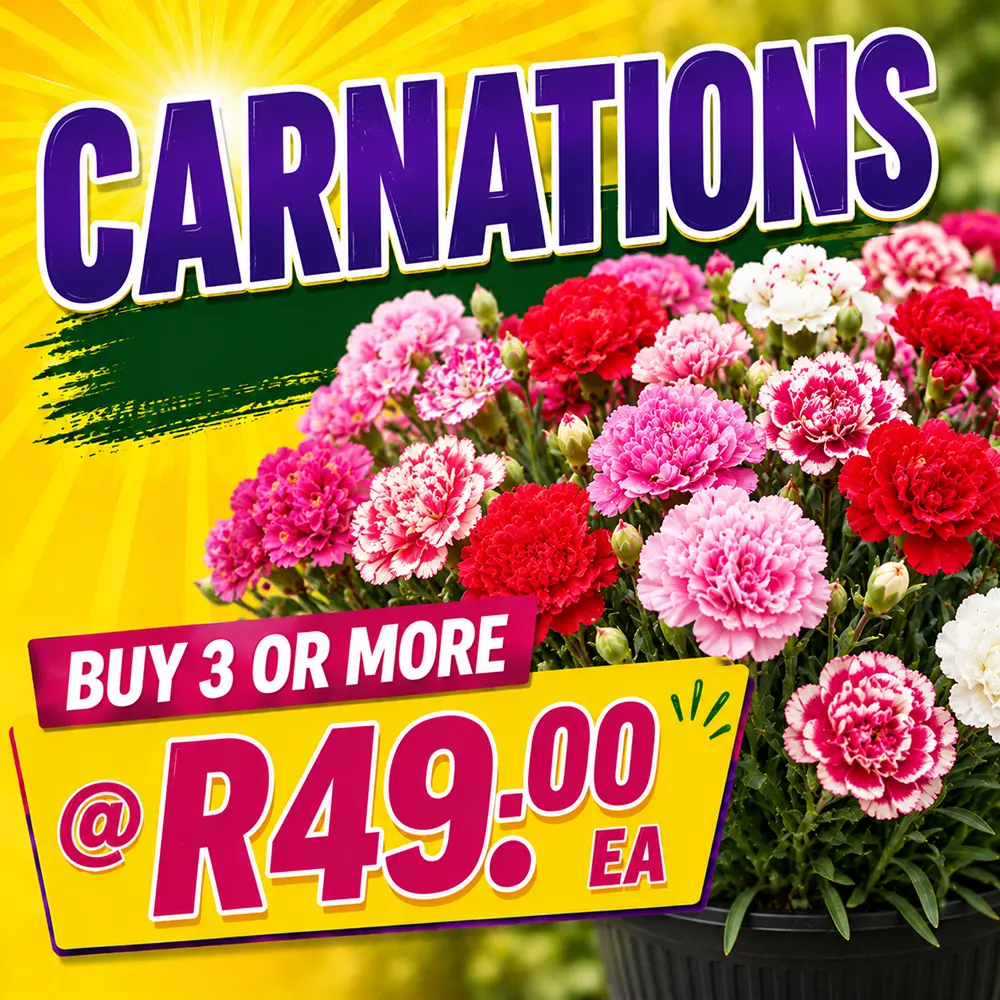 carnations