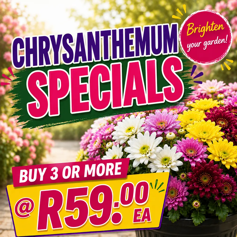 chrysanthemum