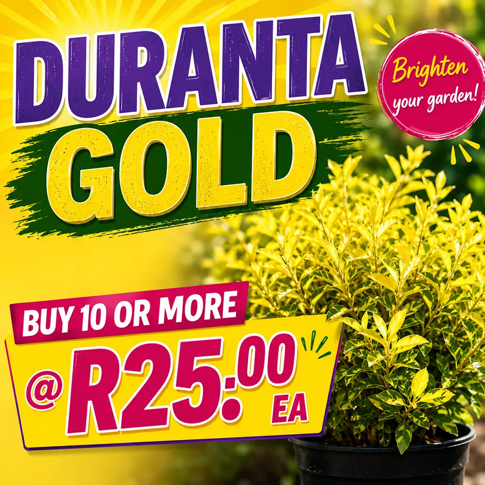 duranta gold