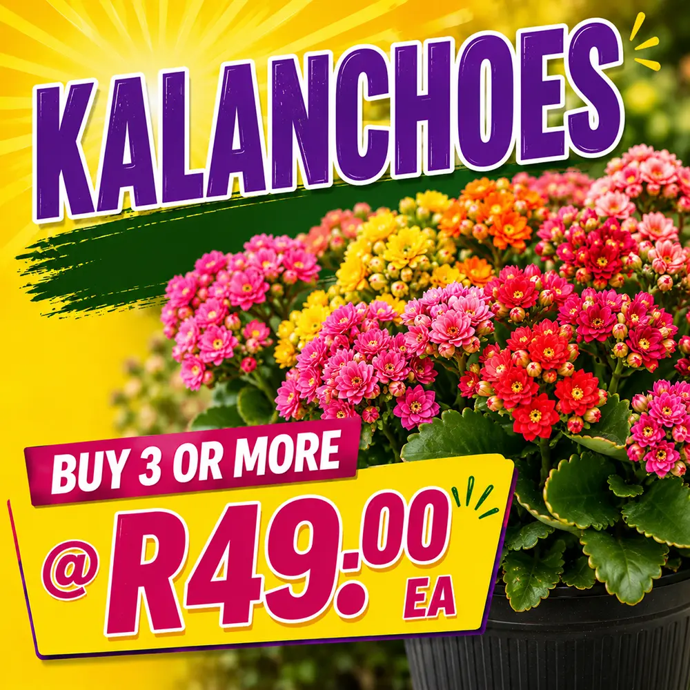kalanchoes