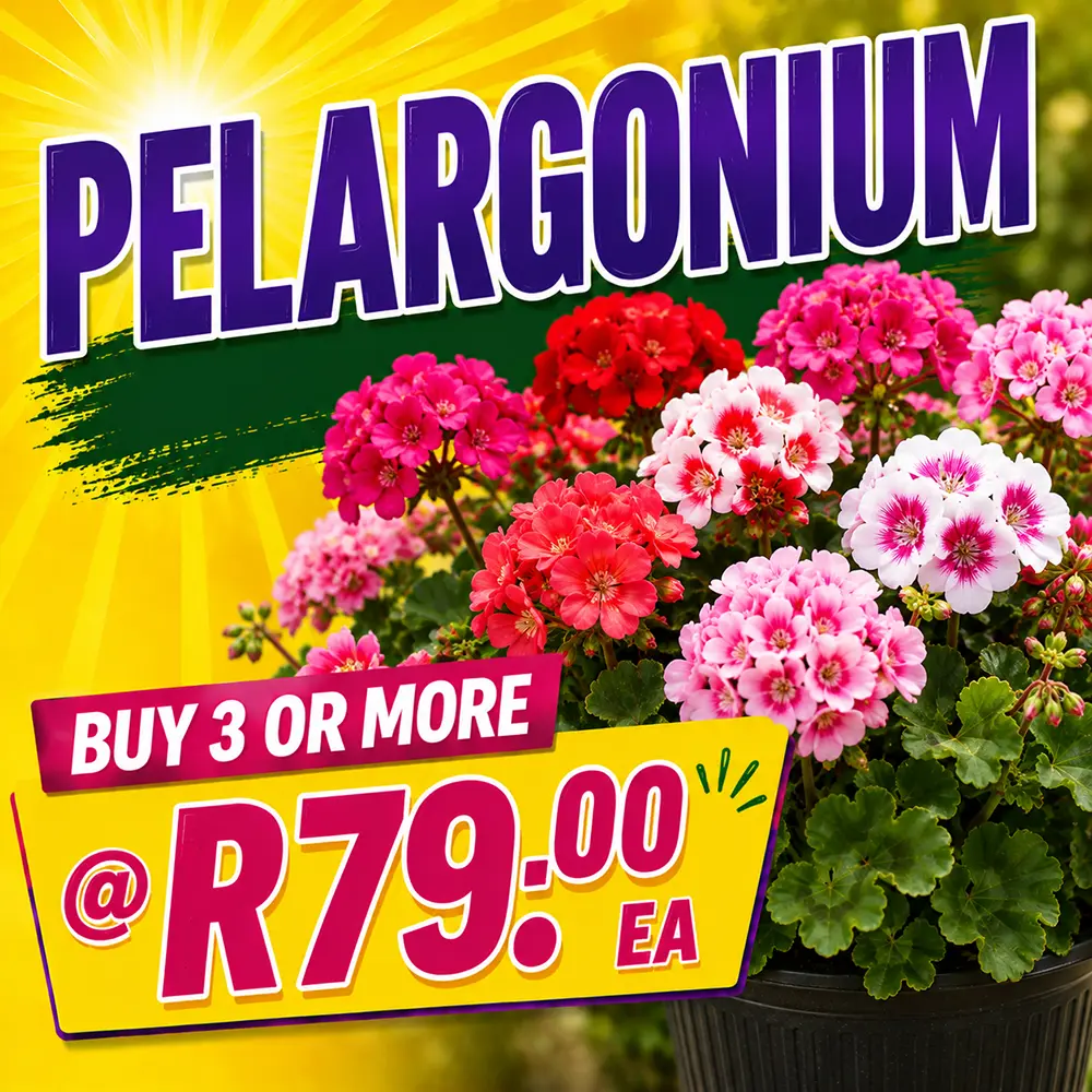 pelargonium