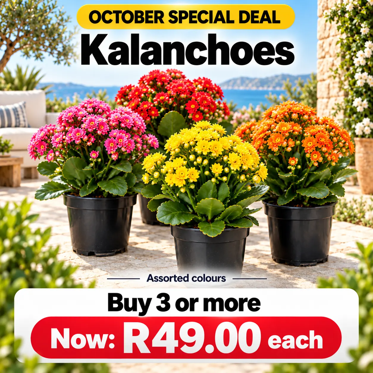 kalanchoes special deal