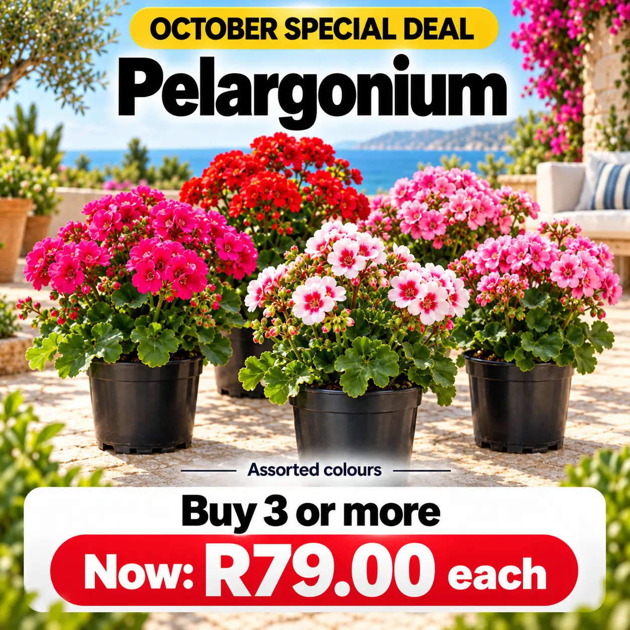 pelargonium special deal october